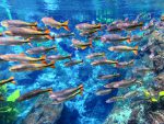 Nascente-Azul---flutuacao--2-