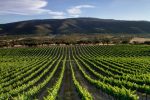 Três vinícolas para conhecer em Évora, no coração do Alentejo Vindimas do Alentejo 1 - Crédito Turismo do Alentejo