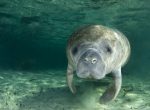 [1] Blue Spring State Park (2) - foto por Save The Manatee Club_West Volusia Tourism
