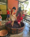 Vila Don Patto terá nova edição de sua tradicional 'Pisa da Uva' Vila-Don-Patto-Colheita2