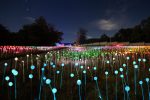 Lumni Experience é novidade em Gramado a partir de junho Foto Lumni.campo de luzes.alta