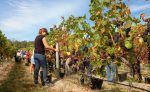 Alentejo oferece experiências autênticas durante a vindima Colheita das uvas - vinhas