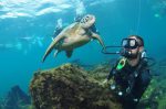 1. Mergulho em Noronha - Credito Sea Paradise