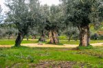 Olivoturismo: Alentejo tem experiências autênticas ligadas ao azeite Oliveiras no Alentejo - credito divulgacao