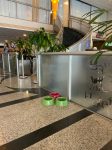 Holiday Inn adapta sua estrutura para receber cães-guias unnamed (11)
