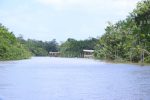 Novo roteiro turístico na Ilha do Combu: conheça a floresta amazônica dos arredores de Belém Vista de parte da floresta - Mácio FerreiraJPG