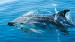Dançarinos do Índico: o encanto dos golfinhos em Meedhupparu dolphin-safari-meedhupparu
