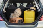 Tudo o que você precisa saber para ter uma boa viagem com seu pet pessoa-viajando-com-seu-animal-de-estimacao-e-transportadora