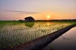 Beautiful-view-of-rice-paddy-field-during-sunrise-in-Malaysia.