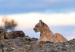 Tierra Patagonia reabre com design renovado e novas experiências de vida selvagem e bem-estar Tierra Patagonia Puma