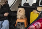 Cinco dicas essenciais para viajar com o seu pet na alta temporada vista-frontal-mulher-no-carro-com-cachorro