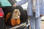 Viagens de férias com pets: cuidados essenciais para garantir bem-estar e segurança dos animais proprietario-de-vista-frontal-segurando-o-saco-com-cachorro