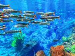 Nascente Azul - flutuacao (2)