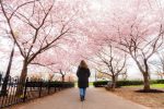 CherryBlossoms_057__20240319