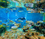 Nascente Azul - flutuação (2)