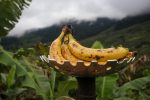 SP conquista a 14° indicação geográfica com incentivo e ações da Secretaria de Agricultura unnamed (8)