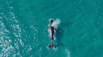 Baleias chegam cedo e colocam o Litoral Norte de SP de vez no radar do turismo de natureza Ilhabela registra primeiro avistamento de baleia jubarte na costa brasileira em 2026 – Paulo Stefani
