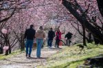Festa da Cerejeira em Flor chega à 55ª edição e colore o inverno de Campos do Jordão unnamed (7)
