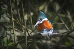 Observação de aves destaca biodiversidade na Serra Catarinense Martim-pescador-pequeno-2_MarceloYutaro_06_02_2026