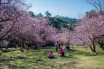 Florada das sakuras transforma paisagem em Campos do Jordão unnamed (71)