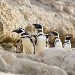 Península Valdés inicia temporada de pinguins e baleias na Patagônia argentina WAG_1164