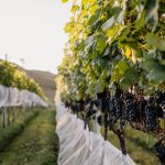 Serra Catarinense consolida vocação para o enoturismo com vinhos de altitude creditos-Diogo-Schimitz--2-